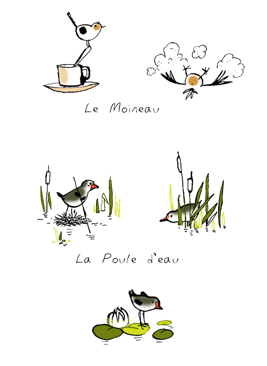 Illustrations guide oiseaux Terre Sauvage
